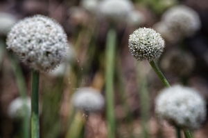 Zwiebelblüten in einem Hausgarten auf Corvo