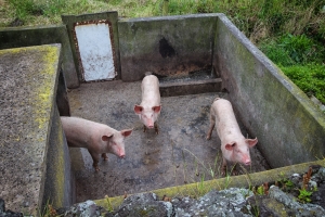 Drei Schweinedamen in einem leider sehr verdreckten Gehege